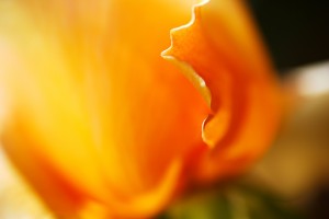 Orange Rose Petal Edge